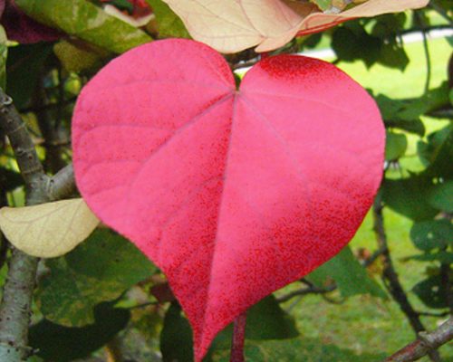 heart_leaf